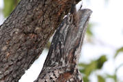 Tawny Frogmouth (Podargus strigoides)